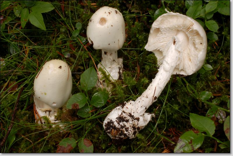 Amanita virosa.......in cerca di....