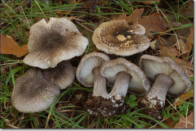 Sorpresa! Le foto di russula...