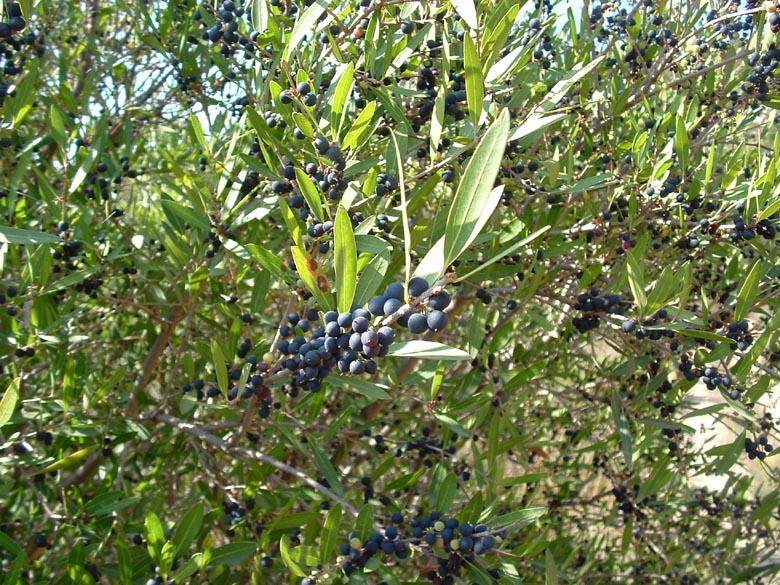 Pistacia terebinthus, P. lentiscus, Phillyrea angustifolia