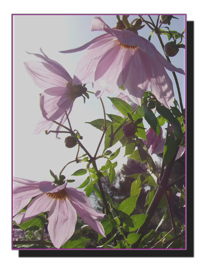 Dahlia imperialis / Dalia imperiale