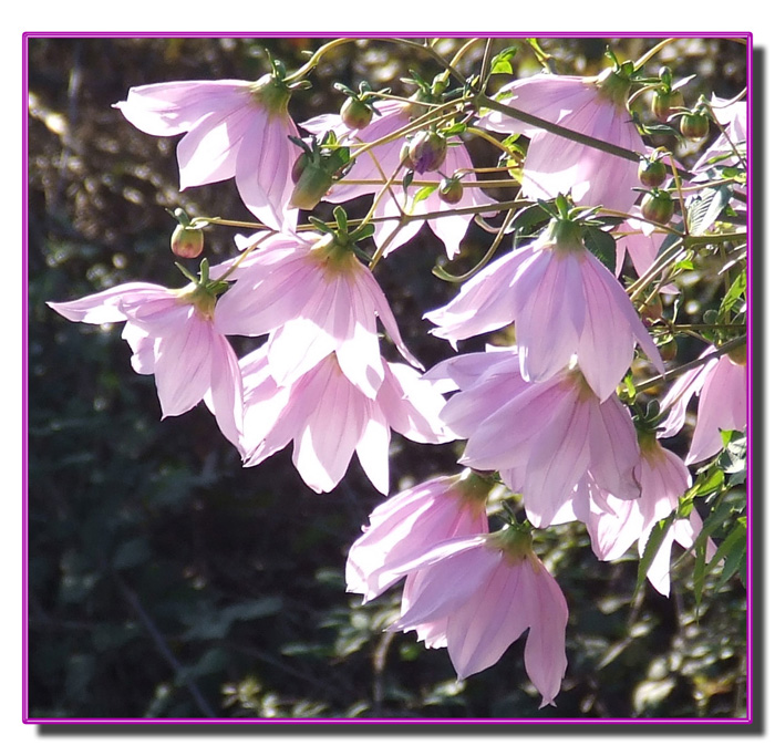 Dahlia imperialis / Dalia imperiale