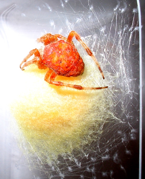 Araneus sp.