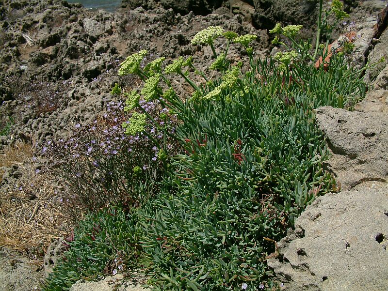 Crithmum maritimum / Finocchio marino