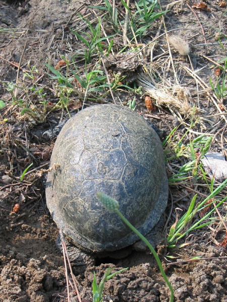 Emys orbicularis in deposizione