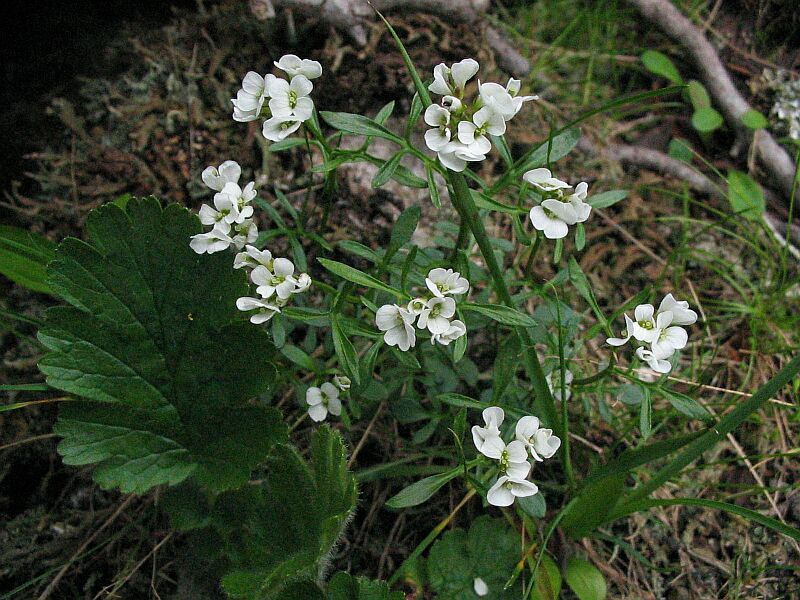 Cardamine resedifolia / Billeri pennato