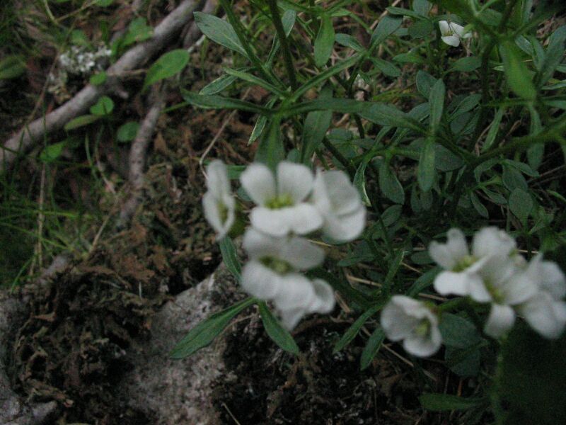 Cardamine resedifolia / Billeri pennato