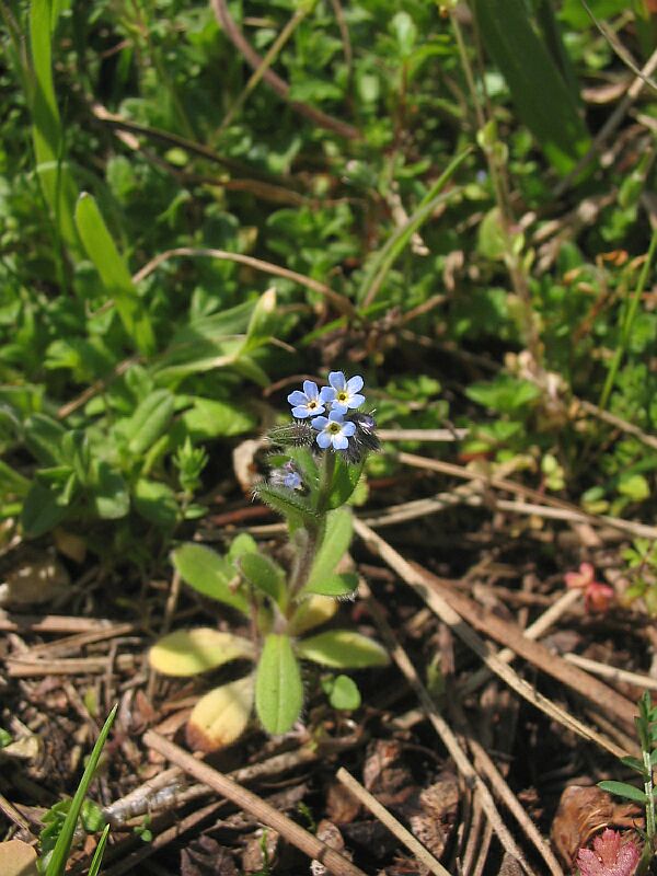 Myosotis arvensis / Nontiscordardim minore