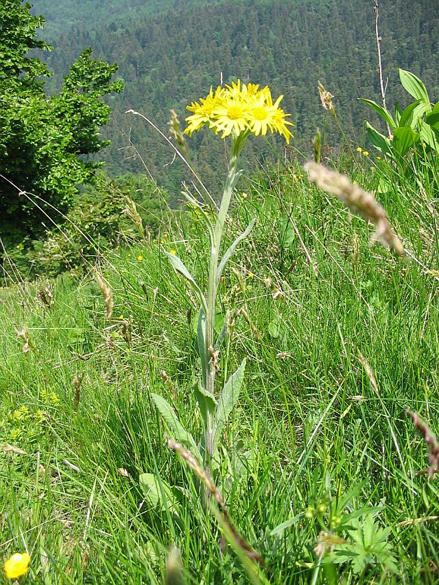 Tephroseris longifolia subsp. gaudinii / Senecione di Gaudin