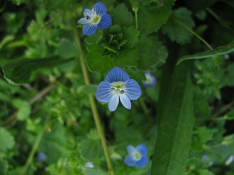 Veronica persica  in forma teratologica?