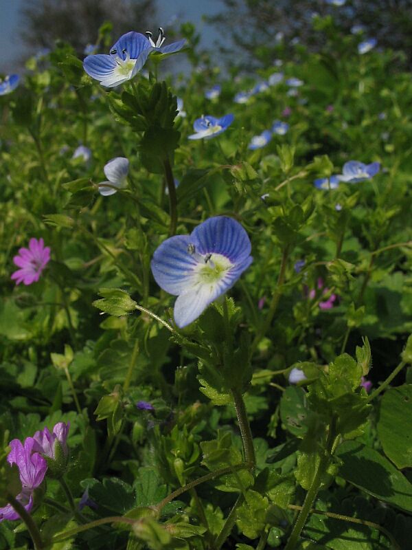 Veronica persica  in forma teratologica?