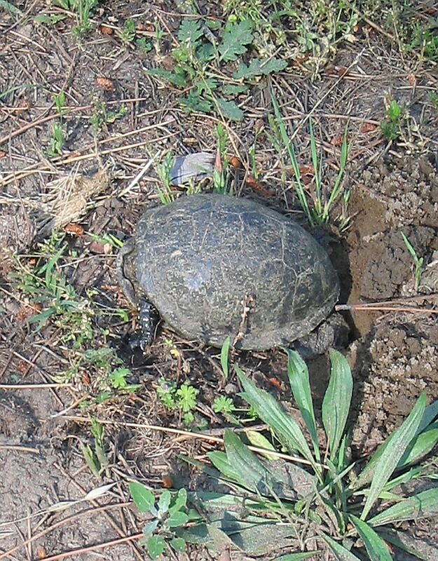 Emys orbicularis in deposizione