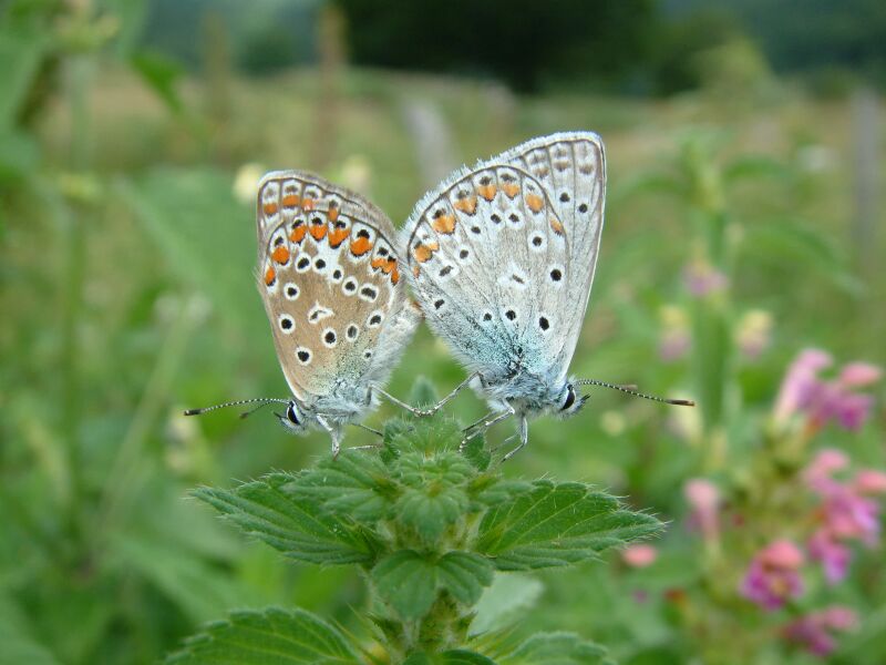 Polyommatus icarus in accoppiamento