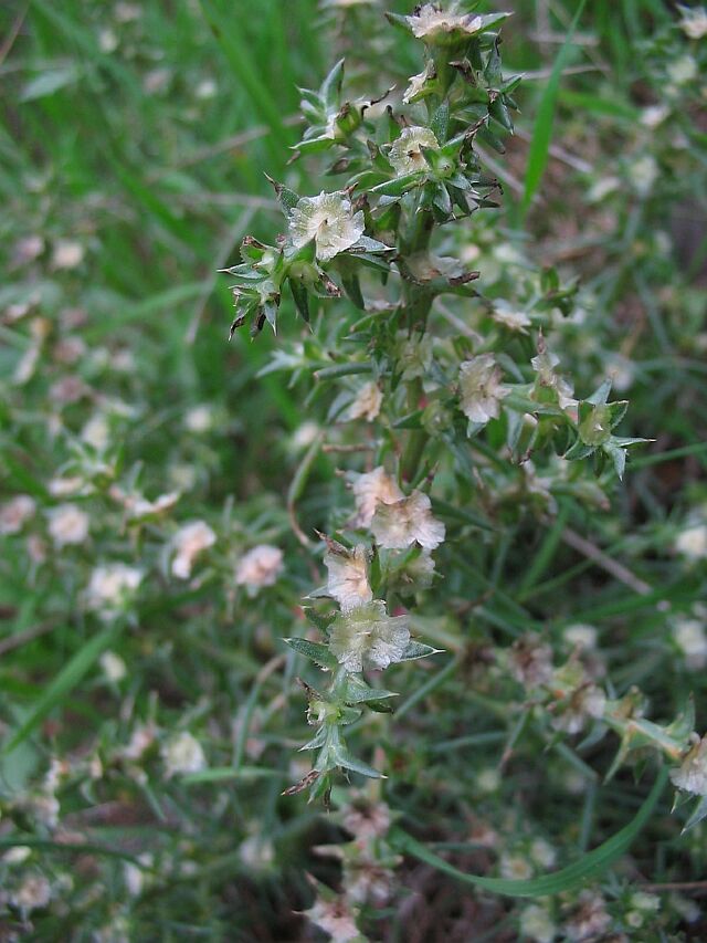 Salsola kali / Salsola erba-cali , Natura Mediterraneo | Forum ...