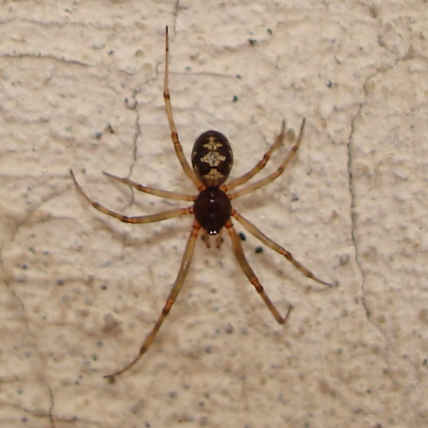 ragnetto sul balcone (Steatoda triangulosa)