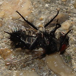 mosca giocherellona Sarcophaga sp.