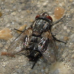 mosca giocherellona Sarcophaga sp.