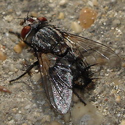 mosca giocherellona Sarcophaga sp.
