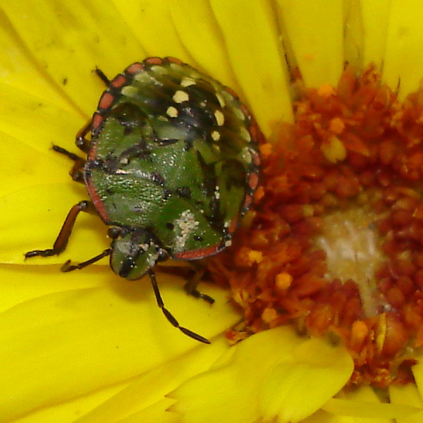 facciamo carnevale! (Nezara viridula baby)