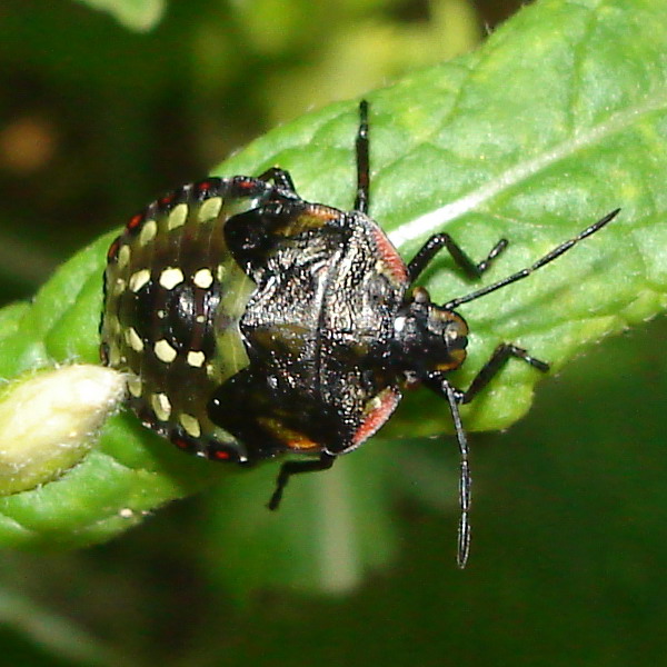 facciamo carnevale! (Nezara viridula baby)