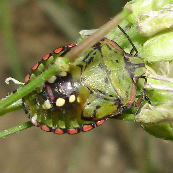 facciamo carnevale! (Nezara viridula baby)