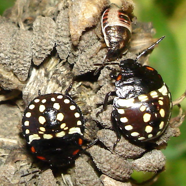 facciamo carnevale! (Nezara viridula baby)