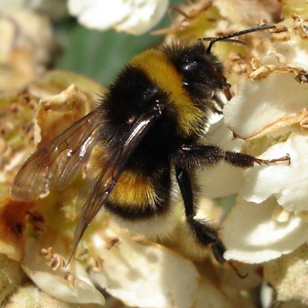 Bombus lucorum