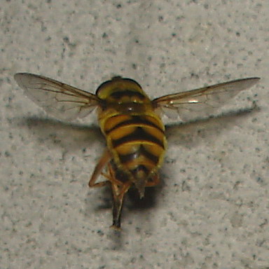 Farfalle in volo e vecchi Coprinus