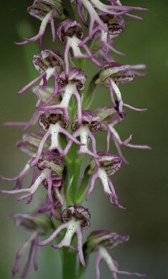 ibrido: Orchis bergoni (Aceras anthropororum x Orchis simia)