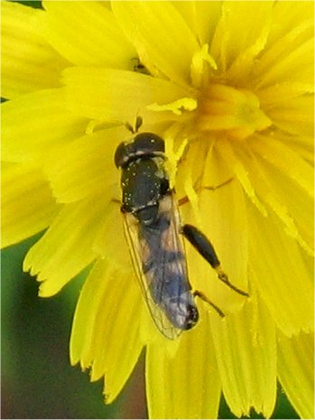 Sphaerophoria scripta e Syritta sp. (Diptera, Syrphidae)