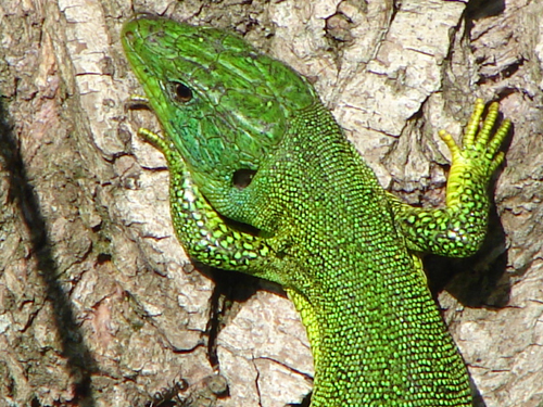 Presentazione pi Lacerta bilineata