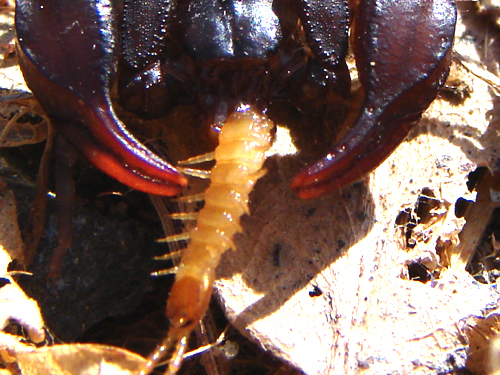 Euroscorpius italicus