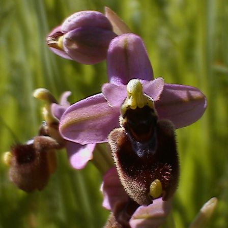 Ophrys tenthredinifera