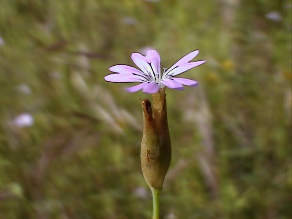 Petrorhagia sp., Stachys glutinosa, Geranium purpureum, Centaurium maritimum