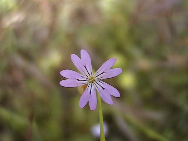 Petrorhagia sp., Stachys glutinosa, Geranium purpureum, Centaurium maritimum