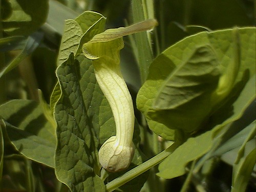Aristolochia rotunda subsp. insularis