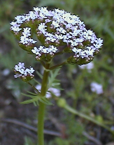 Centranthus calcitrapae / Camarezza minore