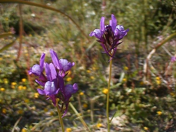 Linaria pelisseriana / Linajola di Pellicier
