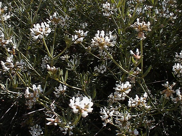 Lotus dorycnium (=Dorycnium pentaphyllum) / Trifoglino legnoso