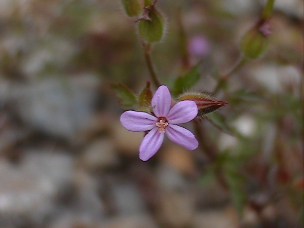 Petrorhagia sp., Stachys glutinosa, Geranium purpureum, Centaurium maritimum