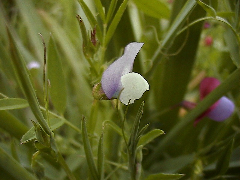 Vicia bithynica / Veccia dentellata