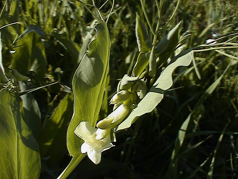 Lathyrus ochrus / Cicerchia pisellina