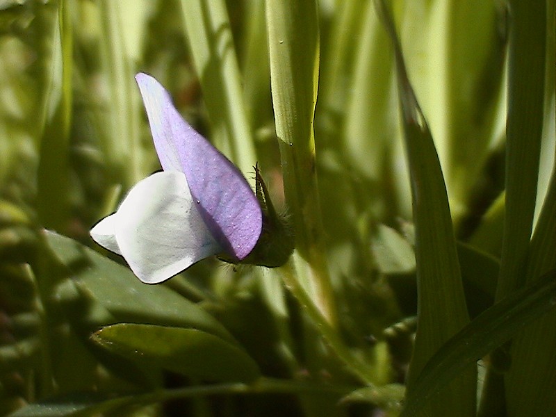 Vicia bithynica / Veccia dentellata