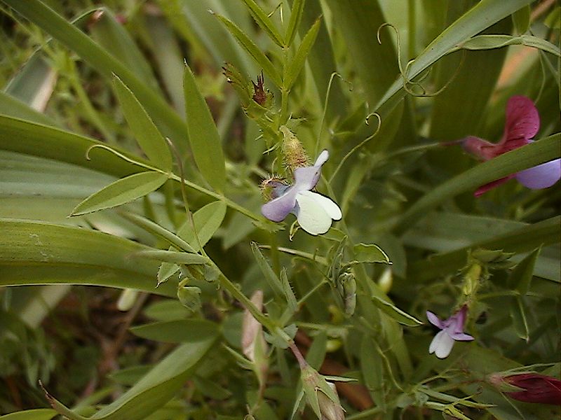 Vicia bithynica / Veccia dentellata