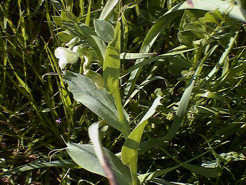 Lathyrus ochrus / Cicerchia pisellina