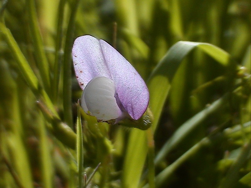 Vicia bithynica / Veccia dentellata