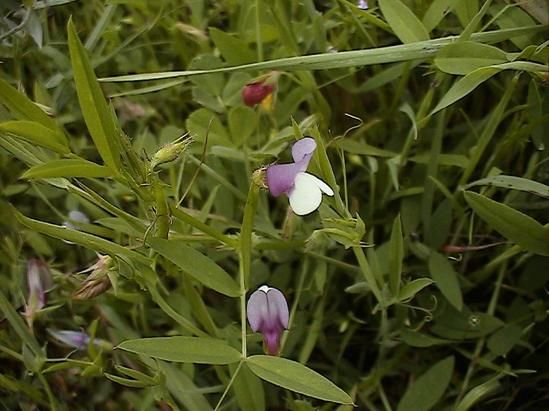 Vicia bithynica / Veccia dentellata