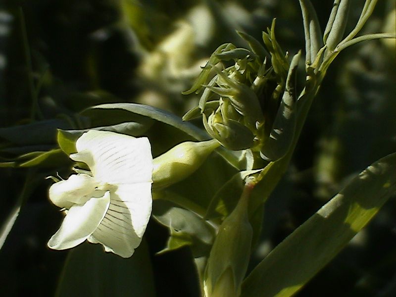 Lathyrus ochrus / Cicerchia pisellina