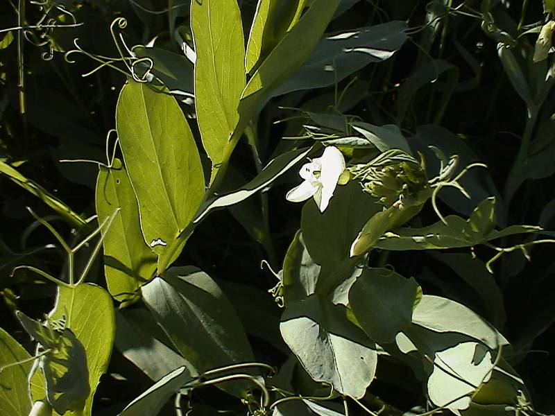 Lathyrus ochrus / Cicerchia pisellina