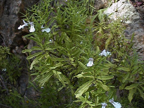 Petrorhagia sp., Stachys glutinosa, Geranium purpureum, Centaurium maritimum