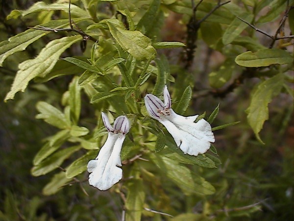 Petrorhagia sp., Stachys glutinosa, Geranium purpureum, Centaurium maritimum